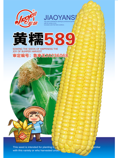 黄糯589（糯玉米）——玉米
